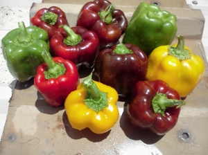 can sexy apply to peppers?